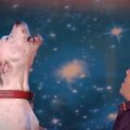 Neįtikėtinas dainininkas: šuo traukia sunkiausią W. Houston dainą