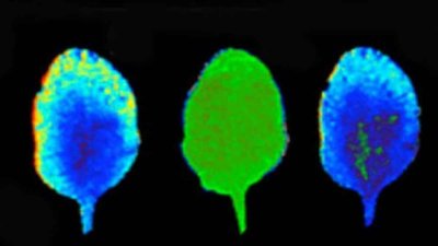 Apšviesdami augalą skirtingomis spalvomis, mokslininkai stebėjo augalo chlorofilo fluorescenciją, pagal ką galėjo spręsti apie augalo aktyvumą ("Plant Cell" iliustr.)