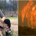 Didvyriškas poelgis: miško gaisre išgelbėtas elniukas