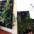 Taip augalų namuose dar nelaikėte: žalioji oazė gali kaboti ir ant sienos