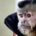 Kenija trims valandoms liko be elektros dėl beždžionės sukeltos tinklų avarijos