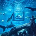 „Airbnb“ siūlo nakvynę tarp 35 ryklių