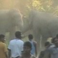Indijoje, kaunantis drambliams, buvo sužeistas žmogus