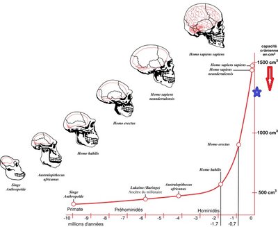 Prieš 1,7 mln. metų žmogaus smegenų tūris pradėjo sparčiai augti dėl mėsos, ugnies ir akmens įrankių naudojimo (readingevolution.com iliustr.)