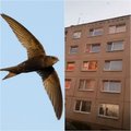 Vilniečiai stojo ginti paukščių: įmonei uždarius namo ventiliacijos angas į lizdus nebegalėjo patekti čiurliai