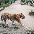 Diena, kai galėsite nemokamai aplankyti Lietuvos zoologijos sodą