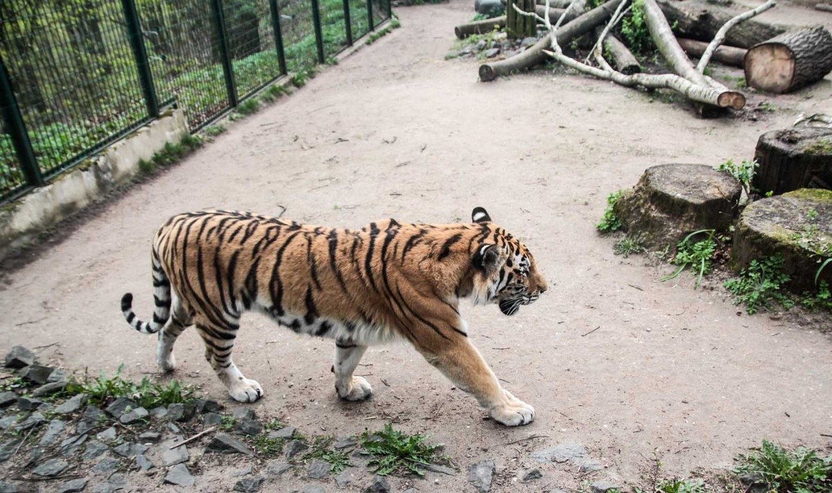 Lankytojai galės pamatyti naujų zoologijos sodo gyventojų