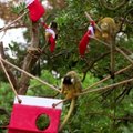 Kalėdų senelis jau aplankė Londono zoologijos sodo beždžionėles: kojinėse jos rado dovanėlių