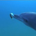 Neįtikėtina: delfinai irgi moka svaigintis
