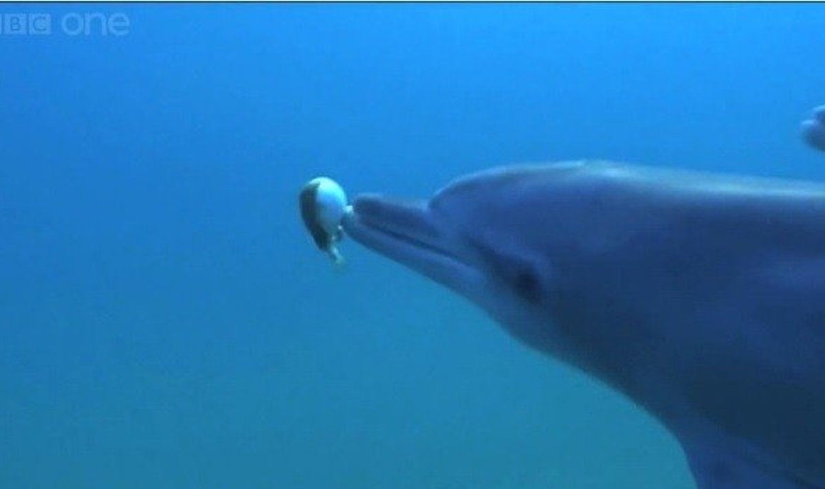 Delfinų gyvenimas