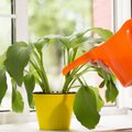 Kodėl kambarinius augalus verta laistyti rūgščiu vandeniu
