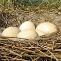 Pirmi kiaušiniai jau ir Žuvinto paukščių lizduose