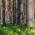 Investuojantiems į miškų ekosistemas ketinama skirti 100 tūkst. eurų daugiau