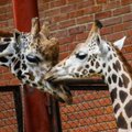 Liūdna žinia: Kauno zoologijos sodas neteko žirafos