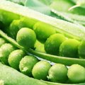 Parama ankštinių ir baltyminių augalų perdirbėjams