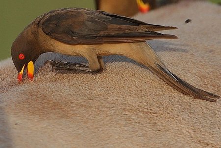 Geltonsnapis buivolinis varnėnas (Buphagus africanus)