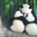 Kinija švęs vienintelių pasaulyje išgyvenusių pandų trynukų gimtadienį