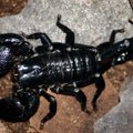 Imperatoriškojo skorpiono įkandimas prilygsta 2–3 bičių įgėlimams