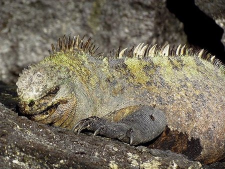Jūrinė iguana (Amblyrhynchus cristatus)