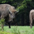 Ūkininkai patys parginė šimtinę bizonų bandą namo