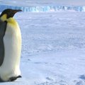 Antarktida tampa turistų rojumi