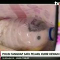Indonezijoje kontrabandininkas papūgas slėpė plastikiniuose buteliuose