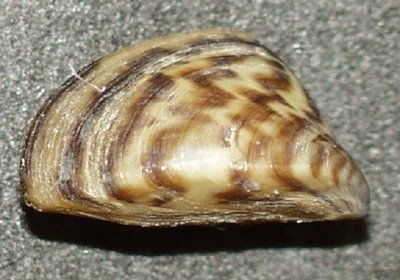 Dreisena (Dreissena polymorpha)
