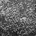 Kokiomis pūslėmis Marse išbėrė „Opportunity“ nufotografuotą akmenį?