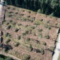 „Latvian Forest Company“ įsigijo 1,3 tūkst. ha miško Lietuvoje