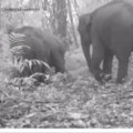 Paviešintas retas vaizdo įrašas su Azijos drambliais