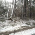 Vėjui išvarčius medžius Vilniuje teks atsodinti 0,7 ha miško