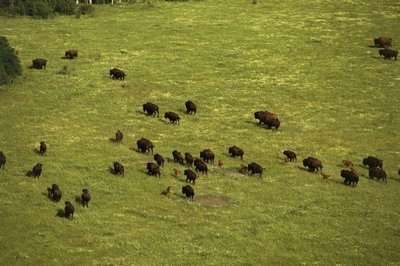 Vud Bafalo nacionalinis parkas, Kanada (asociatyvi nuotr.)