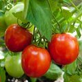 Pomidorų dvikova: šiltnamis prieš lysvę