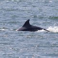 Dolphins spotted off Lithuania's Baltic coast