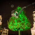 Kaunas vėl žada nustebinti savo Kalėdų egle