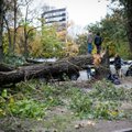 Vilniuje medžio sužalota moteris iš savivaldybės reikalauja 60 tūkst. eurų