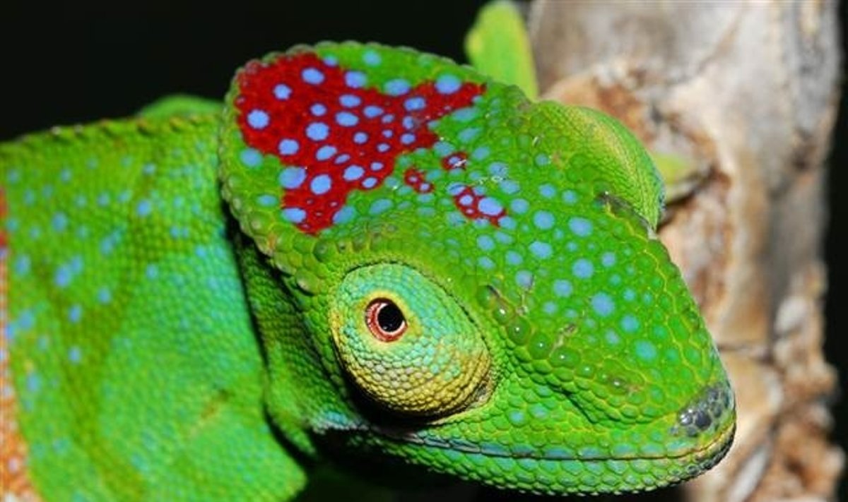 Mokslininkus išskirtiniu savitumu nustebinusios naujos chameleonų rūšies ( Furcifer-timonis) patelė