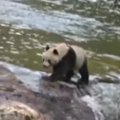 Retenybė: turistus džiugino laukinėje gamtoje gyvenanti panda