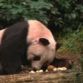 Honkonge gyvena seniausia pasaulyje panda