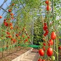 Pomidorai šiltnamyje: kaip juos prižiūrėti ir kokių klaidų nedaryti, kad gerai derėtų?