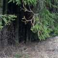 Nusprendė, kiek miškų urėdijų turi būti Lietuvoje