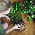 5 žingsniai, kaip sėkmingai persodinti naminius augalus: visi darome vieną didelę klaidą