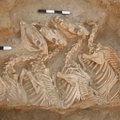 Sirijos šiaurės nekropolyje rado hibridinių karo asilų skeletus: tai prieš 4500 metų vykdytos bioinžinerijos įrodymas