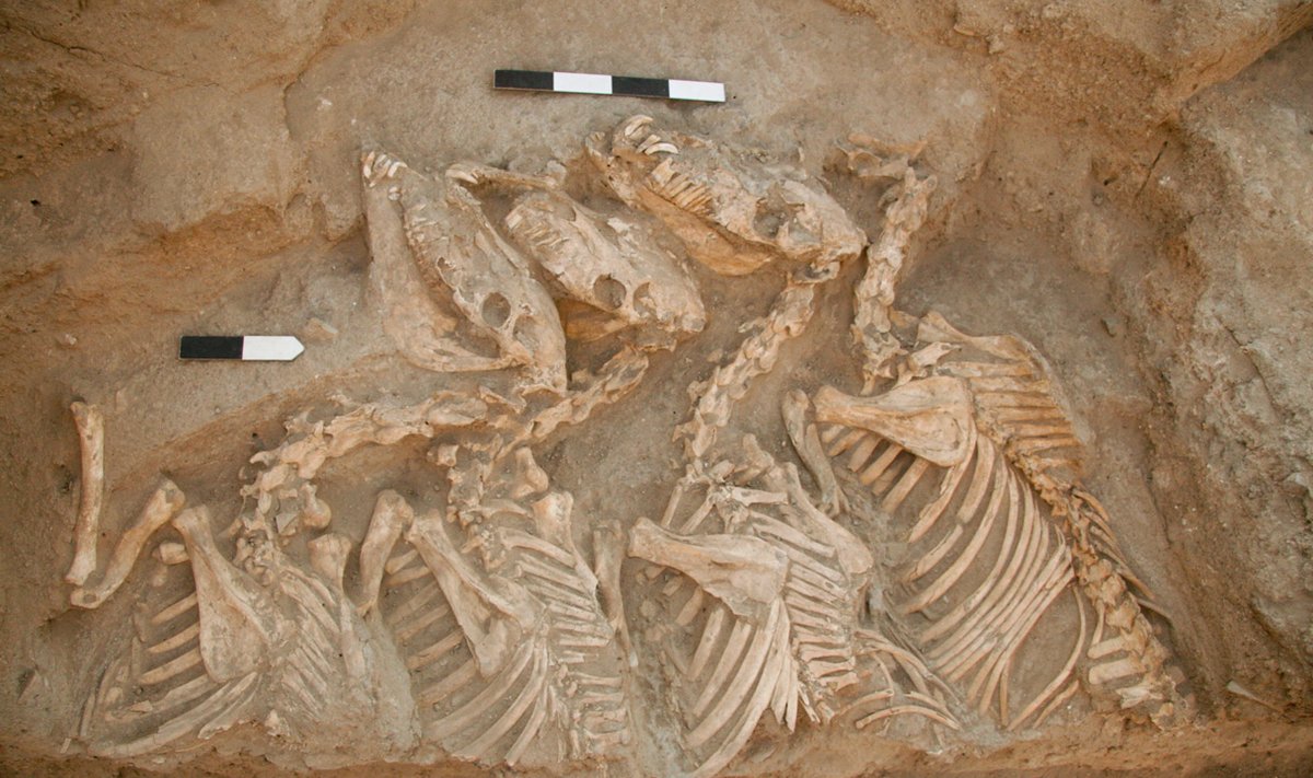 Hibridinių asilų skeletai aptikti dabartinės Sirijos teritorijoje. Glenn Schwartz/John Hopkins University nuotr.