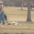 Linksmas užsispyrėlis: kad netektų eiti iš parko, šuo apsimetė mirusiu