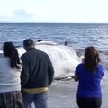 Į Čilės pietinę pakrantę išplovė negyvą banginį