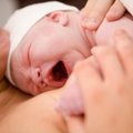 Placenta po gimdymo: užkasti, sudžiovinti ar suvalgyti?
