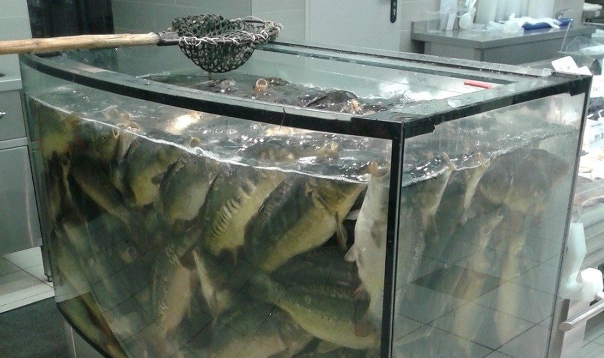 Skaitytojai pagailo akvariume laikytų karpių