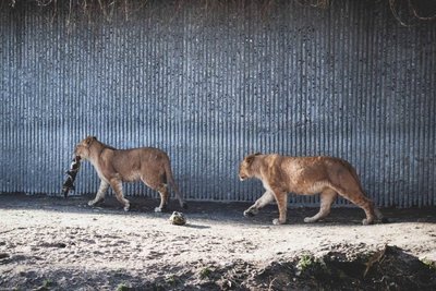 Liūtų šeimyna Kopenhagos zoologijos sode doroja paskutines žirafos liekanas. Vos už mėnesio prieš metus gimusiems liūtukams atėjo liūdna pabaiga
