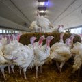 Paukščių gripas pirmą kartą nustatytas Lietuvos kalakutų ūkyje